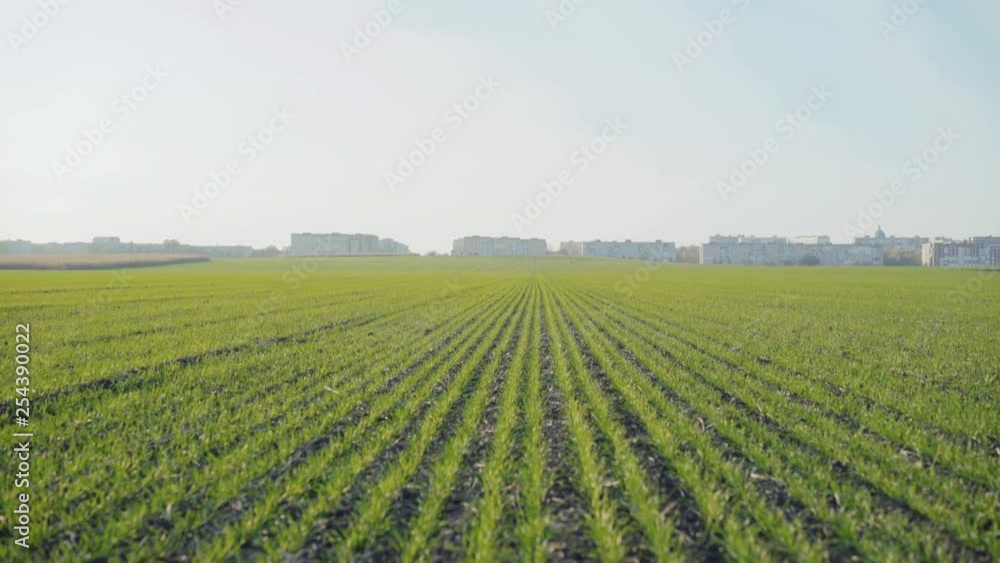 Background of spring wheat growth on field Background of spring wheat growth on field