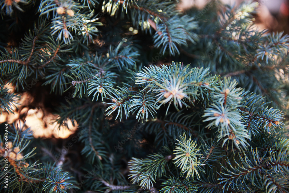 Pine tree branches. Fir-needle. Background photo. Closeup Pine tree branches. Fir-needle. Background photo. Closeup