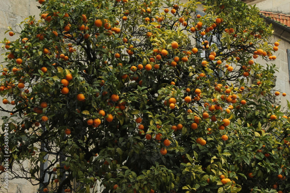 Naranjo cargado de naranjas