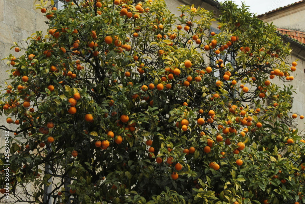 Naranjo con naranjas