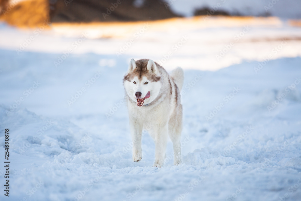 Happy and crazy Siberian husky dog is running on the snow on the frozen Okhotsk Sea in winter. Happy and crazy Siberian husky dog is running on the snow on the frozen Okhotsk Sea in winter.