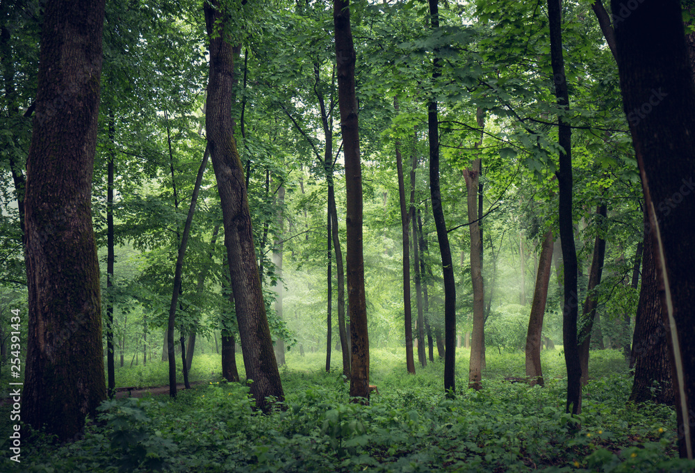 Fototapeta premium misty forest with tall trees
