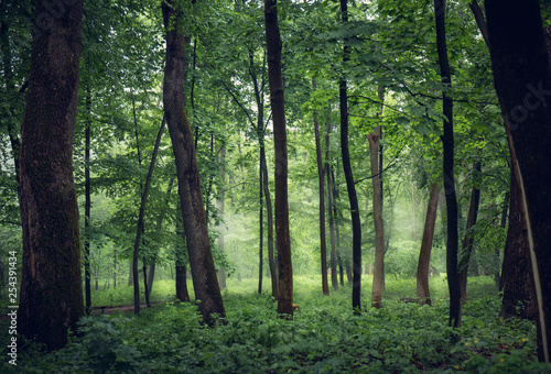 misty forest with tall trees © Mallivan