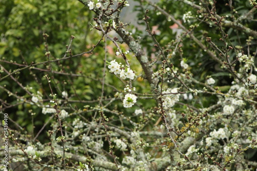 Flores de cerezo blanco