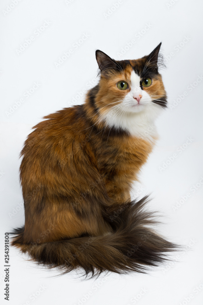 Multi-colored young cat on a white background, studio lighting Multi-colored young cat on a white background, studio lighting