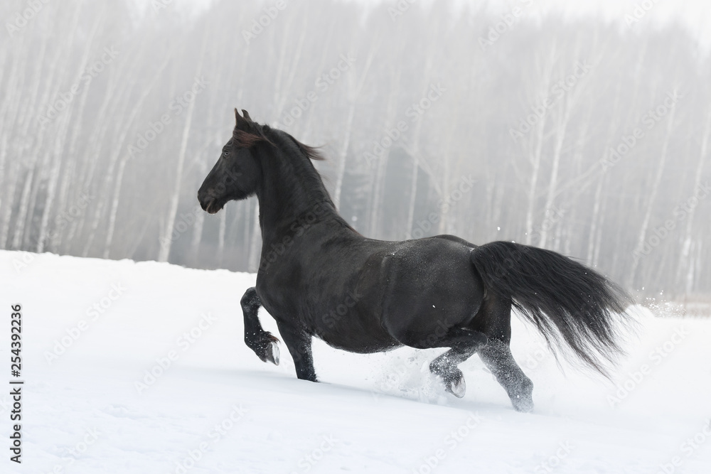 Black friesian horse running on the snow-covered field in the winter. Back side view.