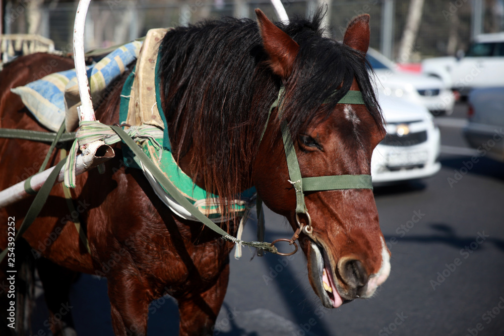 Obraz premium The horse harnessed to the carriage for transportation of tourists. Close up. Baku, Azerbaijan. 