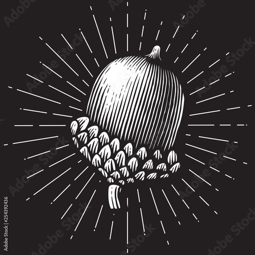 acorn- vintage engraved vector illustration (hand drawn style)