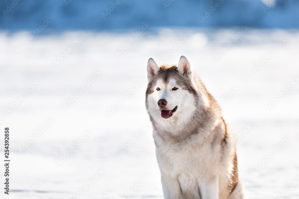 Gorgeous Siberian husky dog sitting on ice floe on the frozen Okhotsk sea background Gorgeous Siberian husky dog sitting on ice floe on the frozen Okhotsk sea background