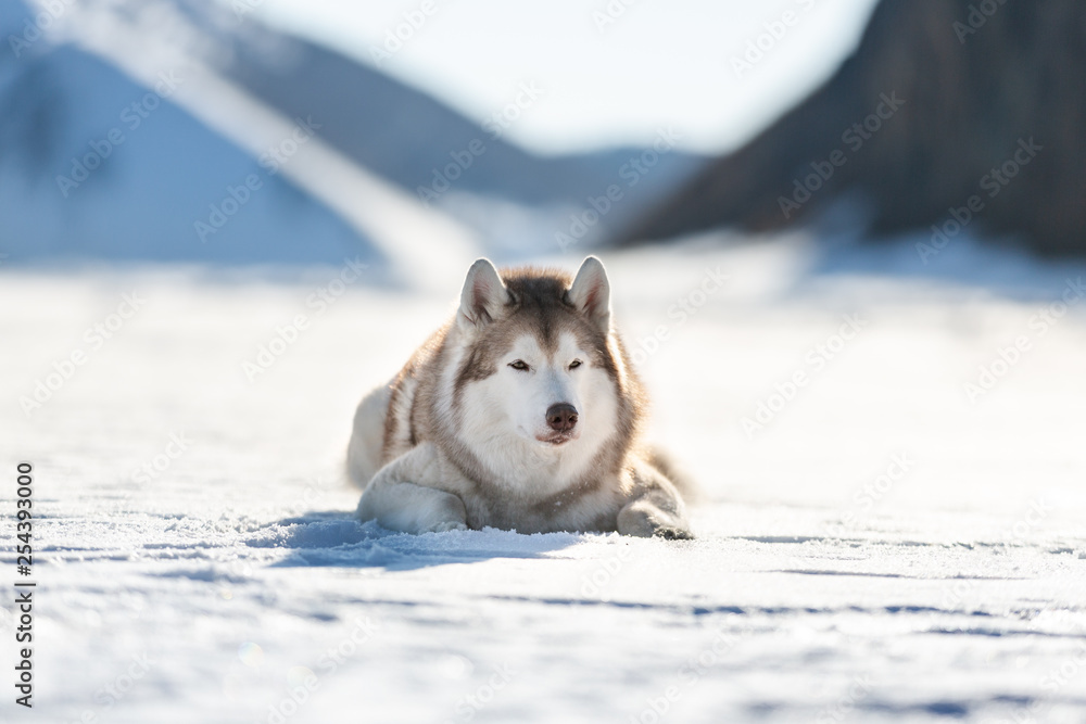 Beautiful Siberian husky dog lying on ice floe on the frozen Okhotsk sea and snow capped peak's background Beautiful Siberian husky dog lying on ice floe on the frozen Okhotsk sea and snow capped peak's background
