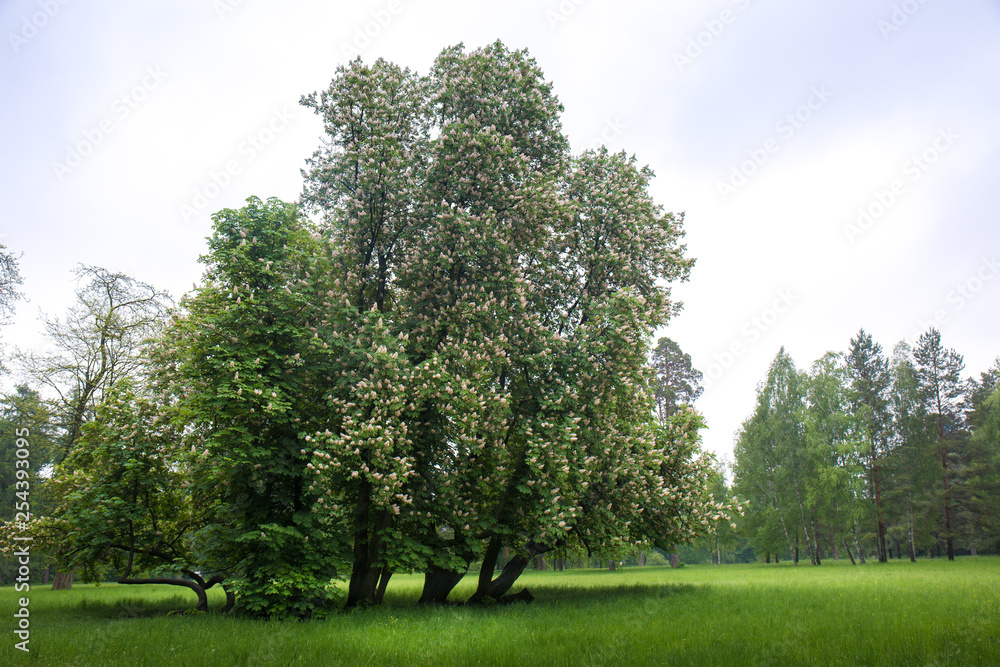 flowering chestnuts on the site flowering chestnuts on the site