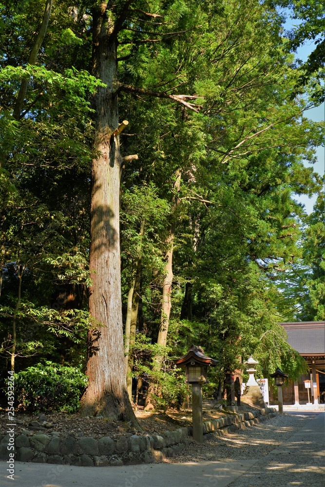 Fototapeta premium 雄山神社