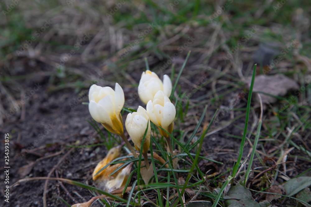 early spring white flowers. snowdrops and crocuses early spring white flowers. snowdrops and crocuses