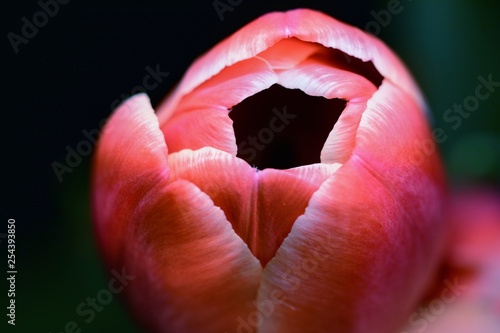 Pink tulip macro for International Women's day, March 8, Mothers day, Valentines day. Details in petals. Dark background.