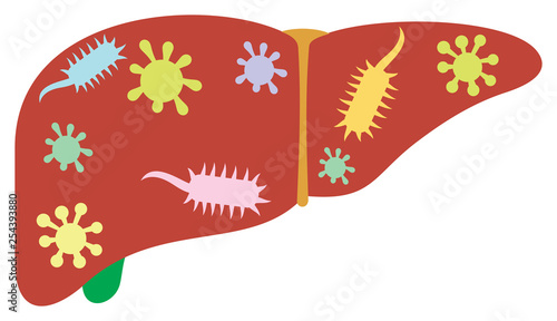 liver with germs and bacteria vector illustration