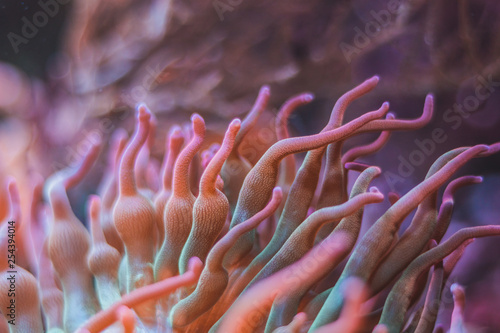 Rosa pinke orange koralle unterwasser