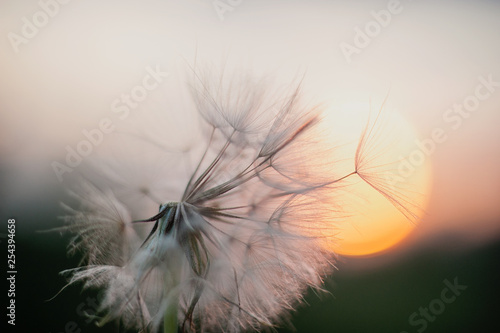 dandelion at sunset . Freedom to Wish. Dandelion silhouette fluffy flower on sunset sky © Serenkonata