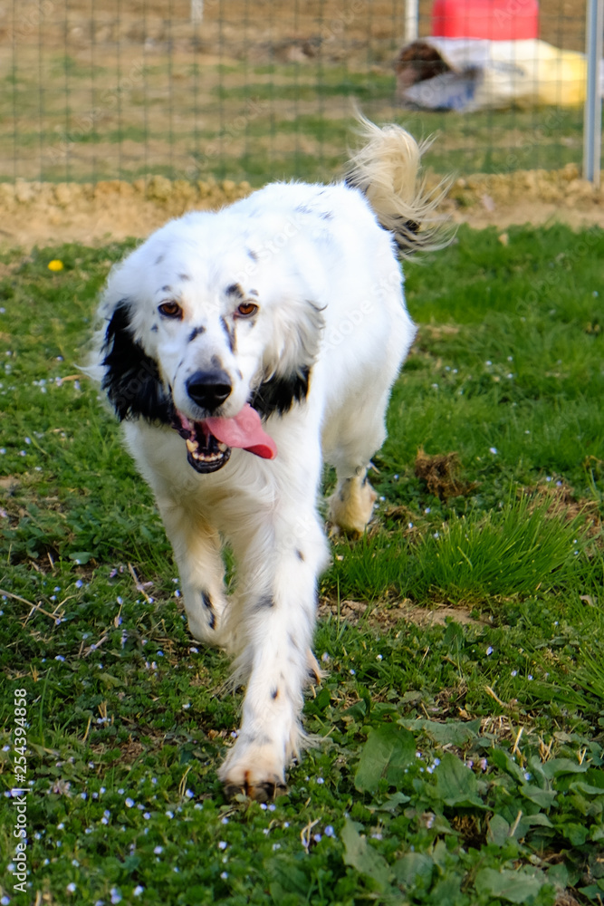 Outdoor Portrait of a wonderful English Setter, black and white Outdoor Portrait of a wonderful English Setter, black and white