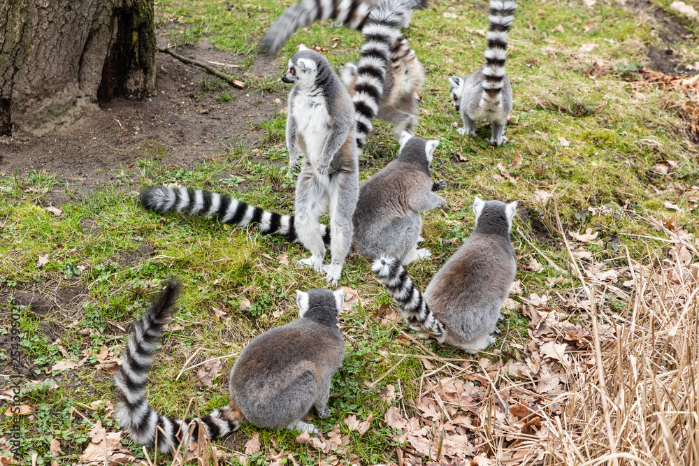 Obraz premium ring tailed lemur