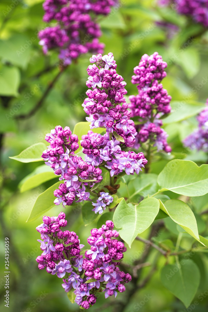 lilac bush close up lilac bush close up