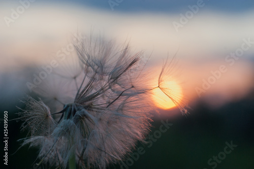 dandelion at sunset . Freedom to Wish. Dandelion silhouette fluffy flower on sunset sky