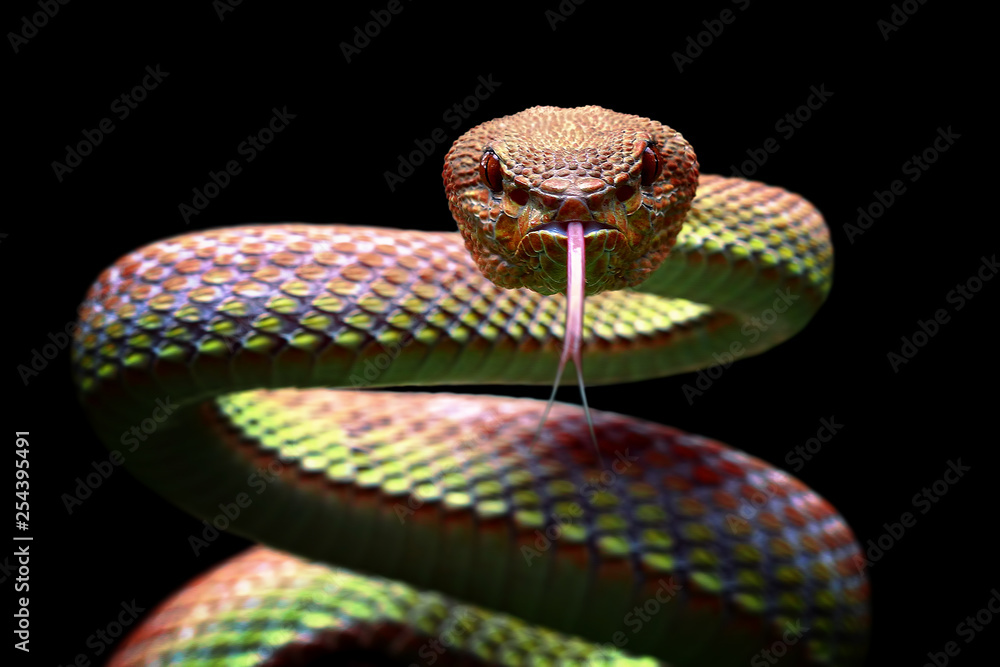 Viper snake closeup face ready to attack - obrazy, fototapety, plakaty 