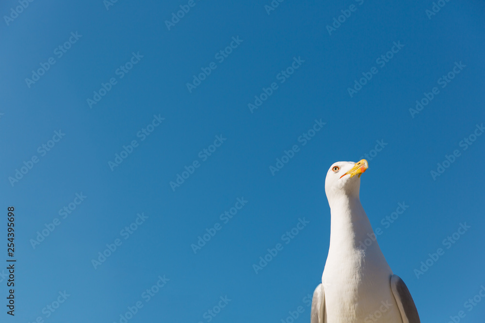 Fototapeta premium Seagull on blue sky