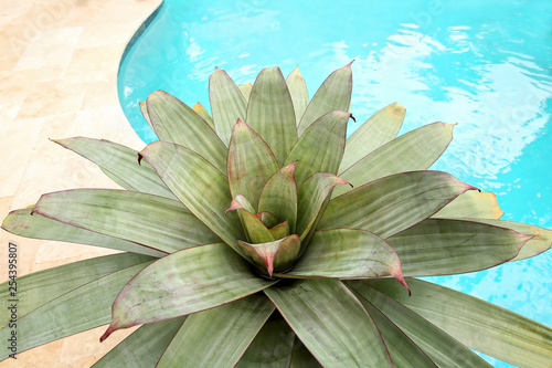 Alcantarea Imperialis, a giant rosette bromeliad sitting at the edge of a pool.    photo