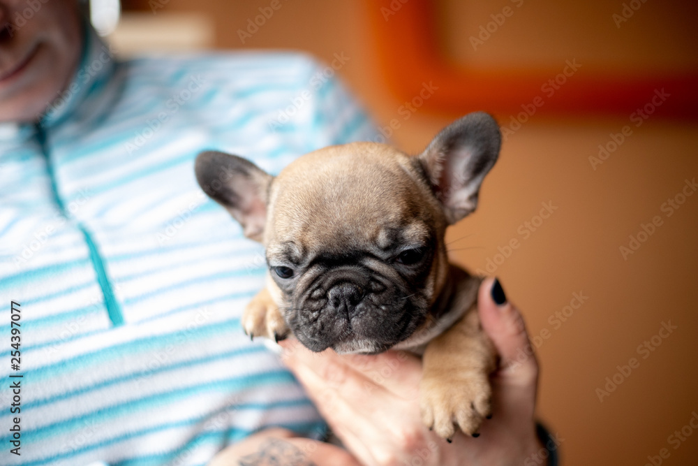 Beautiful French Bulldog Puppies