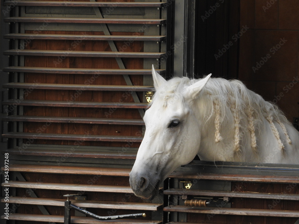 lipizzaner horse looking out of the stable in Vienna