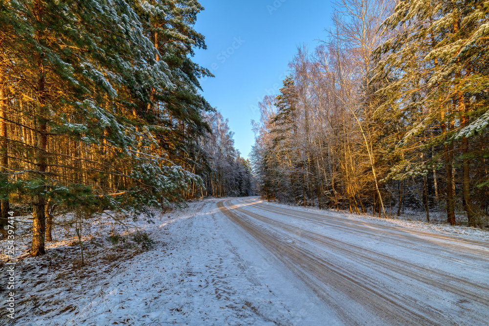 Pine forest, winter sunny day. The road passes through the forest Pine forest, winter sunny day. The road passes through the forest