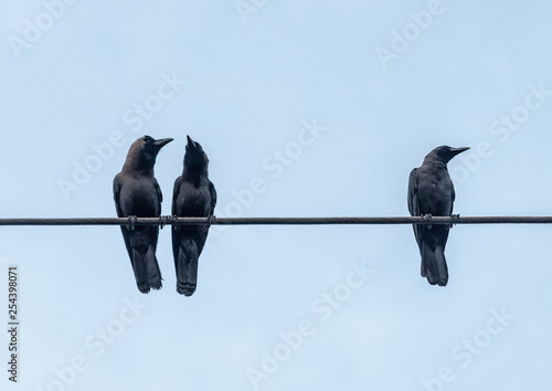 crows on the cable