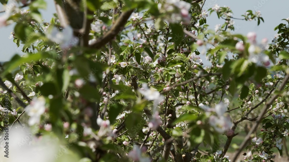 Beautiful Blooming Orchard. Beautiful Blooming Orchard.