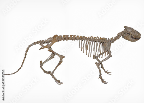 Prehistoric Phenacodus Skeltion © Gary Unis