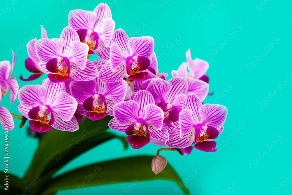 Obraz premium Beautiful pink orchid closeup.