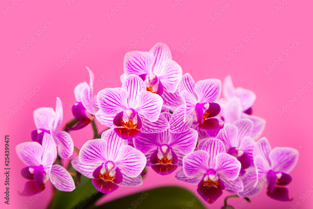 Fototapeta premium Beautiful pink orchid closeup.