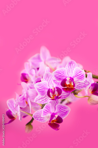 Beautiful pink orchid closeup.