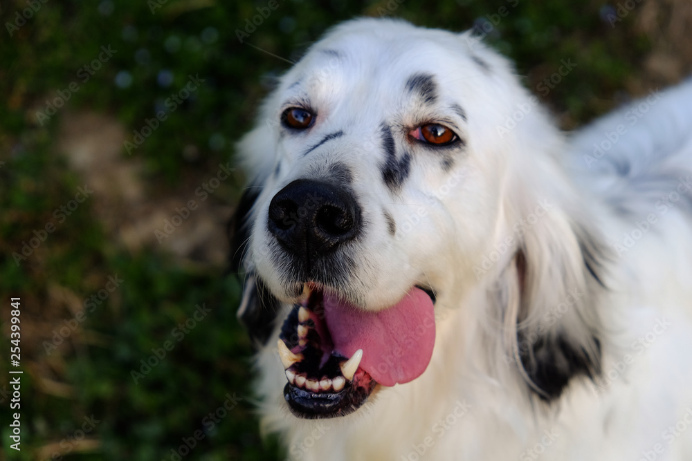 Outdoor Portrait of a wonderful English Setter, black and white Outdoor Portrait of a wonderful English Setter, black and white