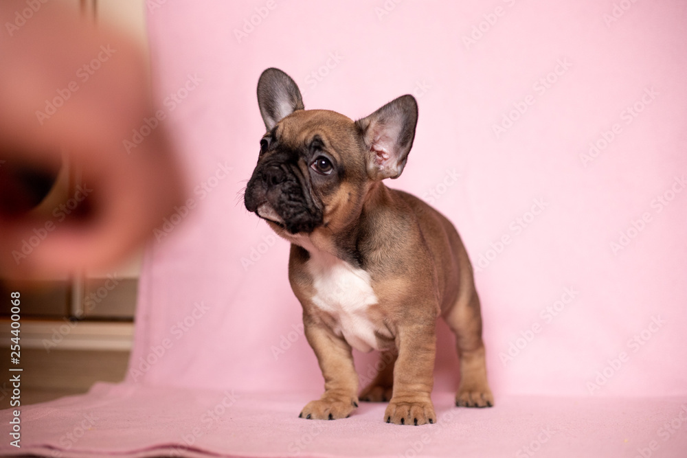 Beautiful French Bulldog Puppies