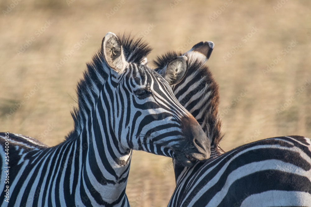 Naklejka premium Male and female zebra making love in Maasai Mara triangle during migration season