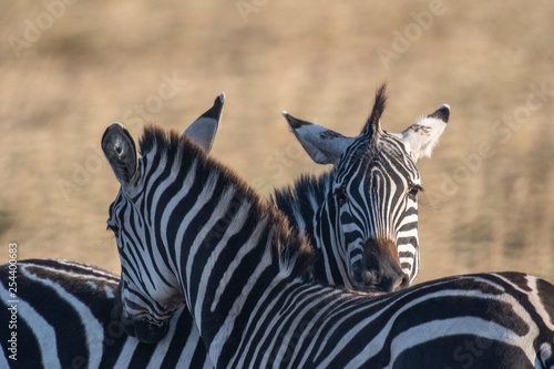 Male and female zebra making love in Maasai Mara triangle during migration season