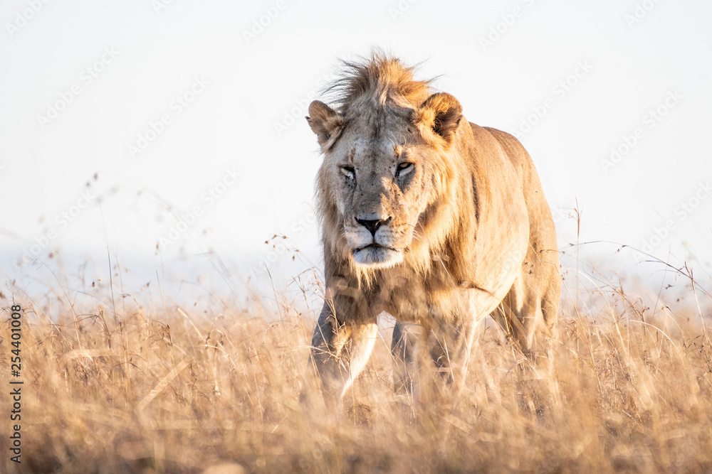 Fototapeta premium Close up shot of male lion walking in savanna at sunrise, Maasai Mara national reserve