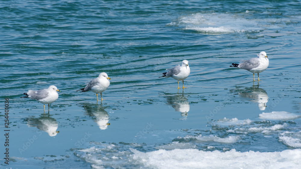 Reflections of Gulls