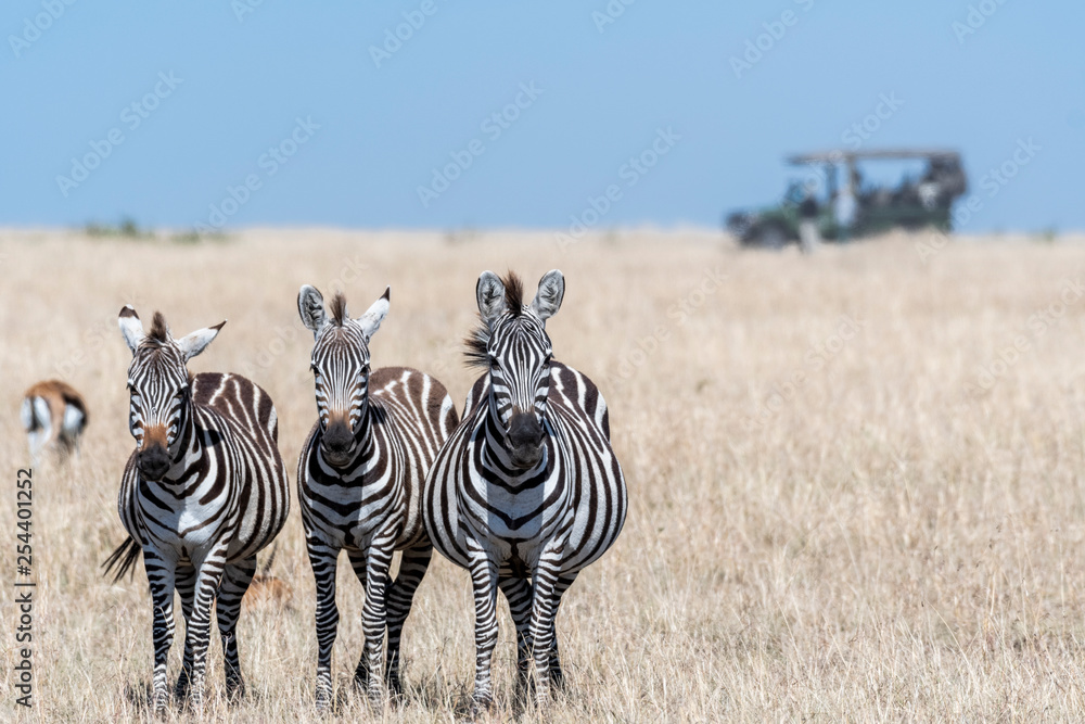 Fototapeta premium Group of zebras standing in order and feeding grasses in Maasai Mara
