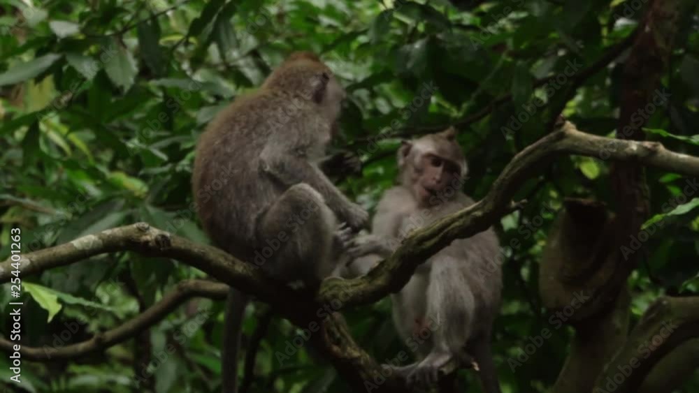 Two monkeys play on a tree branch in the forest. Two monkeys play on a tree branch in the forest.