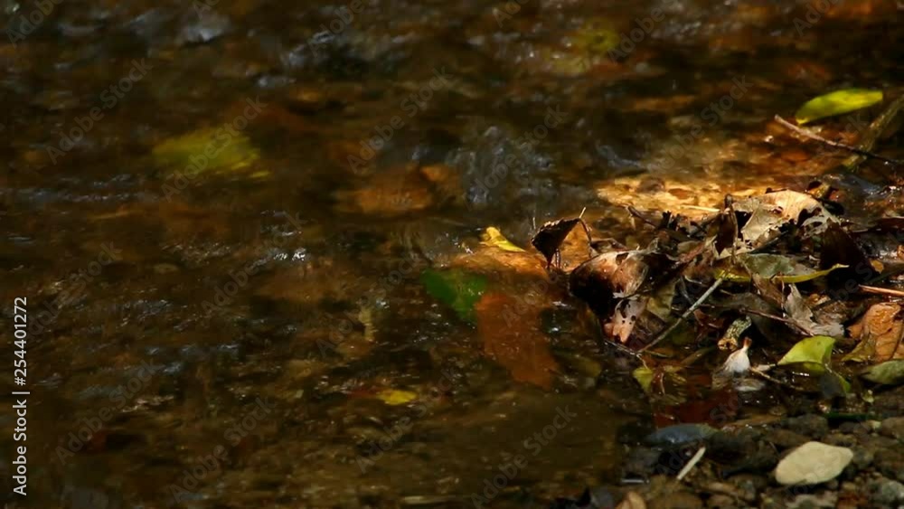 Head stream in the rain forest, chiangmai Thailand Head stream in the rain forest, chiangmai Thailand