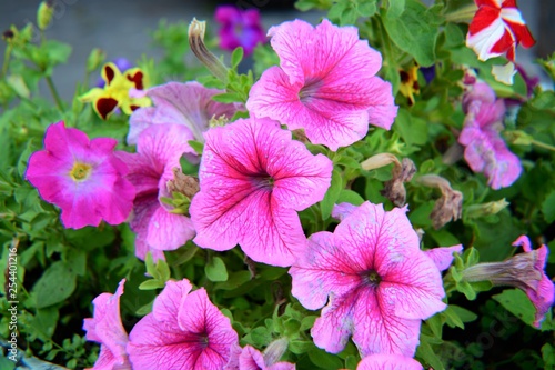 bouquet of purple flowers