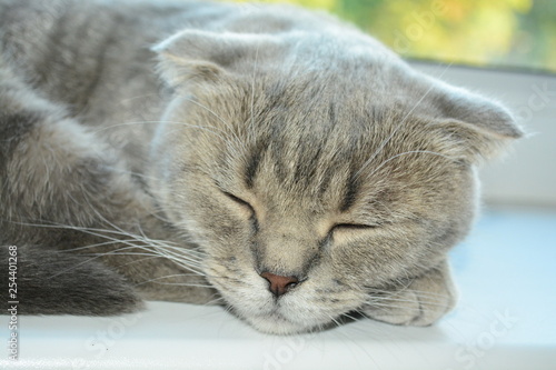 gray cat is sleeping