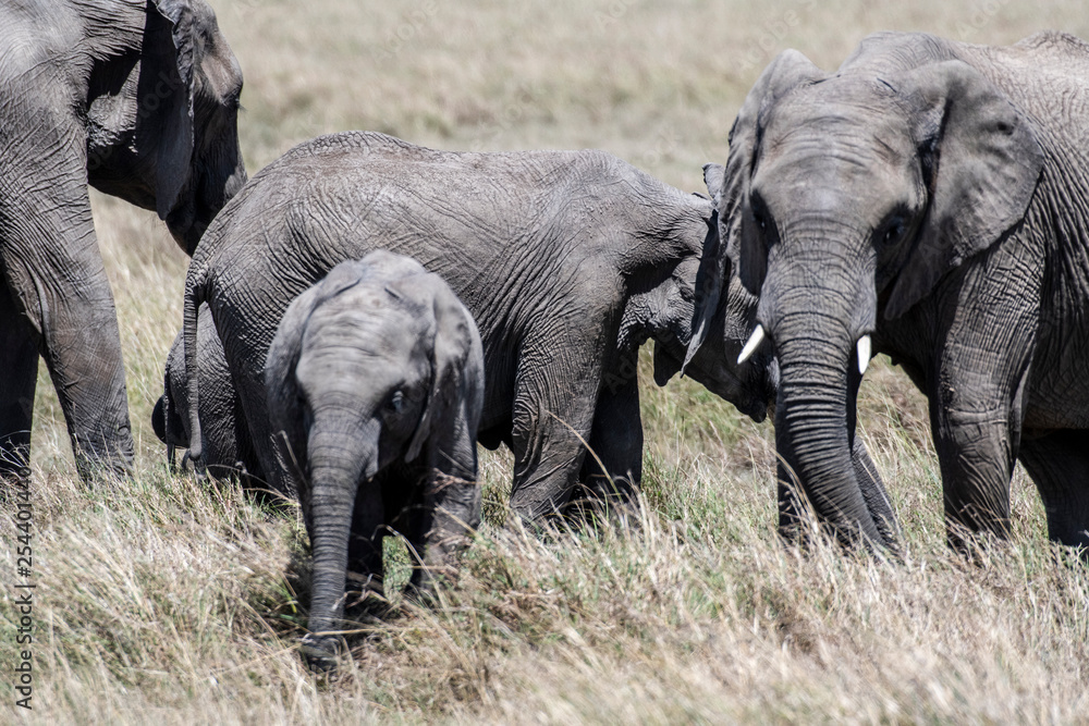 African elephant family feeding dry grass in Maasai Mara