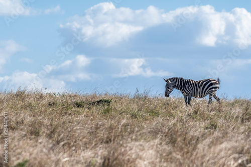Zebras looking up for predators while feeding grass in Maasai Mara